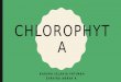 Xmia6 chlorophyta
