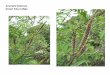 Amorpha fruticosa   web show