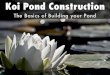 Koi pond construction: The Basics of Building your Pond