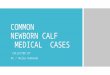 Newborn calf medical cases