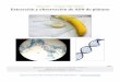 Biología 4° medio - Informe de extracción y observación de ADN de plátano