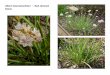 Allium haematochiton   web show