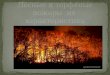 лесные и-торфяные-пожары