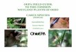 Carex field guide