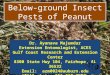 Soil Insect Pests of Peanuts