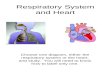 Respiratory System & Heart