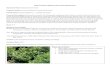 Plant Profiles: HORT 2242 Landscape Plants II Botanical Name 