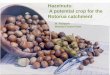 Hazelnuts: A potential crop for the Rotorua catchment