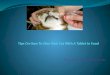 Tips on how to give your cat with a tablet in food