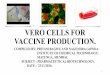 Vero cells for vaccine production