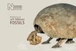 A History of Life Through Fossils touring exhibition brochure