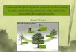 Powerpoint - Tree Life Cycle
