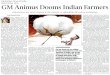 GM Animus Dooms Indian Farmers