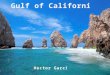 The Gulf of California