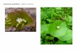 Claytonia perfoliata   web show