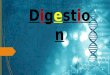 The Digestive System (Chemical Digestion)