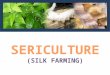 Sericulture & types of silks 1