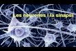 La sinapsi i les neurones