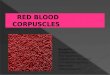 Red blood corpuscles class 9