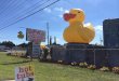 LOOK FOR THE BIG YELLOW DUCK!