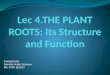 Lec4 plant root