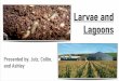Larvae and Lagoons