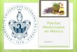 Plantas medicinales-en-mexico-presentacion-final