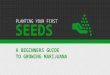 Planting Your First Cannabis Seeds