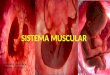 Sistema Muscular - Embriología