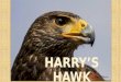 Harry’s hawk BY PABLO SALAS