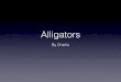Alligators by Charlie