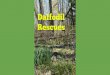 Daffodil Rescues