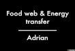 Food web & energy transfer