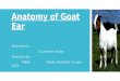 Anatomy of Goat Ear