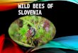 Wild Bees of Slovenia