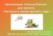 Презентация «Письма Ёлочке»  для проекта  «Растения в нашем детском саду»