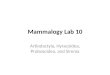 Mammalogy Lab 10