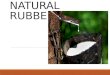 Natural rubber latex