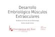 Embriología Músculos extraoculares