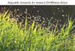 Decorah Envirothon - General aquatic insects