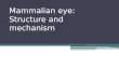 Mammalian eye