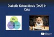 Diabetic Ketoacidosis or "DKA" in Cats
