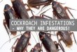 Cockroach Infestation - Why They are Dangerous!