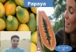 S project export papaya ppt