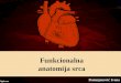 Funkcionalna anatomija srca