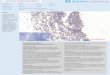 Immunohistochemistry Antibody Validation Report for Anti-Phospho-GSK3α/β (Y279/216) Antibody (STJ90283)