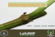 Melanagromyza sp