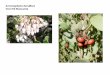 Arctostaphylos densiflora   web show