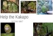 Kakapo by Isla