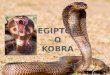 Esti romeo kobra